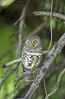 Botswana Prints: Barred Owl - Sitting on branch - Okavango Delta - Botswana