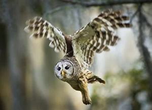 Barred Owl (Strix varia) adult in flight