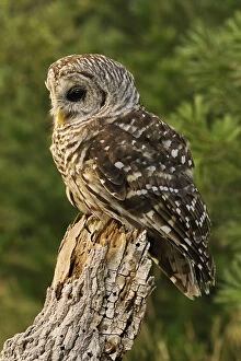 Barred Gallery: Barred Owl, Strix varia, Michigan