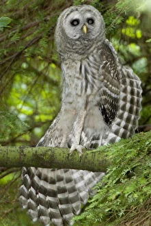 Barred owl, Strix varia, Stanley Park, British