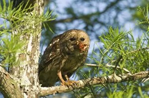 Barred Owl - in tree with prey in mouth