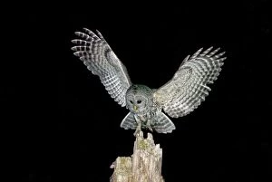 Barred Owl - Winter bird in flight