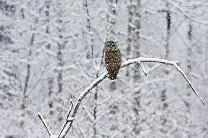 Back View Prints: Barred Owl - in winter. January, CT, USA