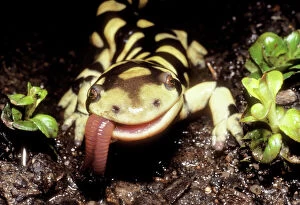 Food In Mouth Collection: Barred Tiger Salamander Eating earthworm, Colorado, USA