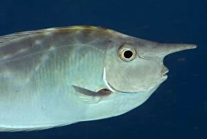 Barred Unicornfish