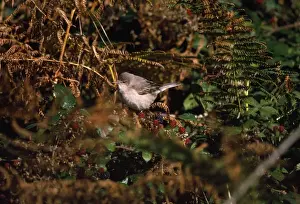 Blackberry Prints: Barred Warbler