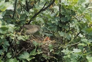 Images Dated 15th April 2010: Barred Warbler - adult barred warbler with chicks at the nest 