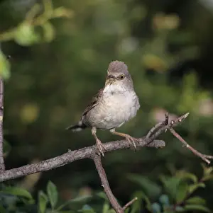 Barred Warbler - adult perched on a branch