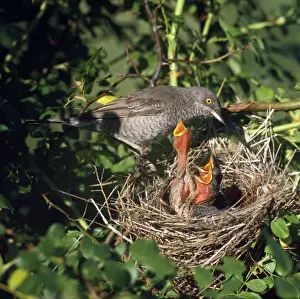 Warblers Prints: Barred Warbler - at nest with chicks