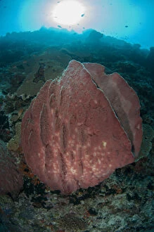 Banda Gallery: Barrel Sponge - with sun in background, Pohon Miring dive site, Banda Besar Island, Banda Islands