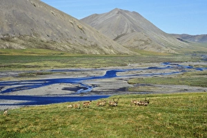 Barren Ground Caribou - where coastal plains meet the mountains Barren Ground Caribou - where coastal plains meet the mountains