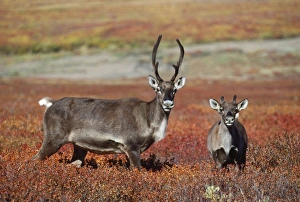 Images Dated 14th November 2006: Barren Ground Caribou / Reindeer - cow & calf