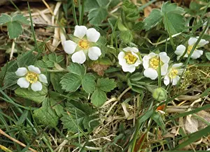 Barren Strawberry
