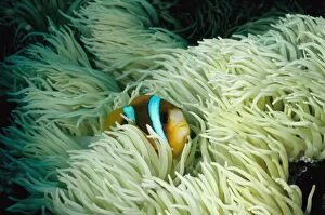 Barrier Reef anemonefish in a Leathery sea anemone