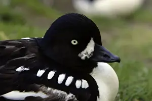 Goldeneye Prints: Barrow's Goldeneye-detailed study of drake's head