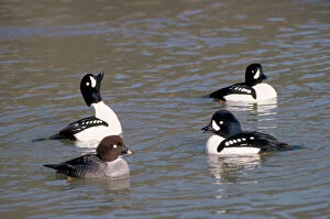 Images Dated 14th March 2007: Barrows Goldeneye Duck - spring display