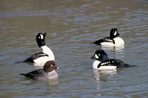 Ducks Prints: Barrows Goldeneye Duck - spring display