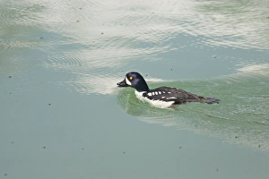 Barrows Goldeneye - feeding on lake flies Barrows Goldeneye - feeding on lake flies