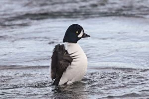 Barrows Goldeneye flapping its wings Iceland