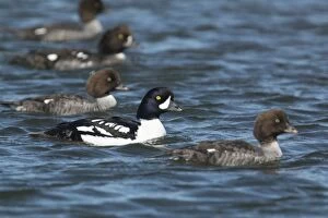 Barrows Goldeneye - male with several females