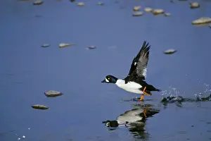 Goldeneye Prints: Barrow's Goldeneye - male taking off