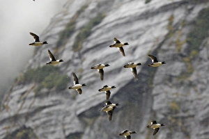 Images Dated 2nd October 2007: Barrow's Goldeneye - Mussel Bay near Klemtu - British Colombia - Canada