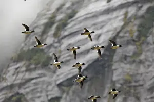 Goldeneye Prints: Barrow's Goldeneye - Mussel Bay near Klemtu - British Colombia - Canada