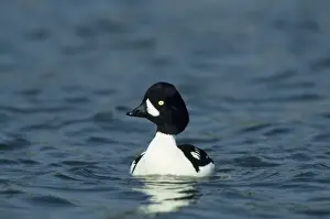 Goldeneye Prints: Barrow's Goldeneye Pensthorpe Norfolk, UK BI006842
