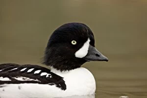 Images Dated 9th February 2007: Barrows Goldeneye Portrait Iceland