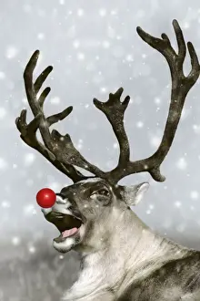 Barrren Ground Caribou / Reindeer - Rudolph the red-nosed Reindeer. Alaska Digital Manipulation: red nose, falling snow & background