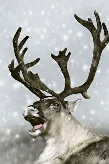 Ungulates Prints: Barrren Ground Caribou / Reindeer - Rudolph the red-nosed Reindeer
