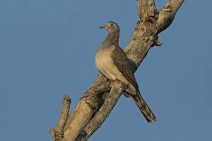 Bar Shouldered Gallery: Barshouldered Dove Perched on a branch Darwin Norther