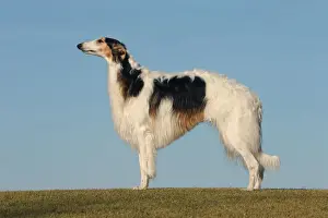 BARZOI