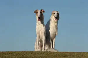 Wolfhound Prints: BARZOI