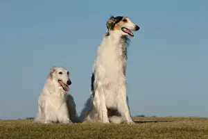BARZOI