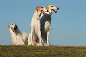 BARZOI