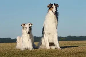 BARZOI