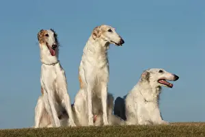 BARZOI