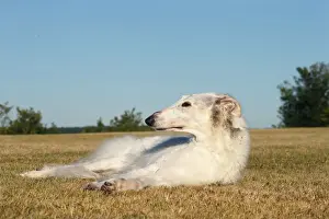 BARZOI