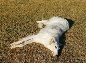 BARZOI