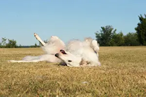 BARZOI