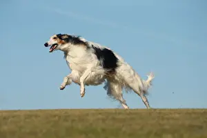 BARZOI