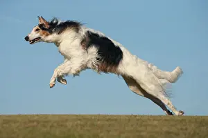 BARZOI