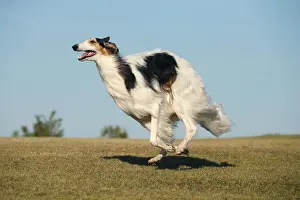 BARZOI