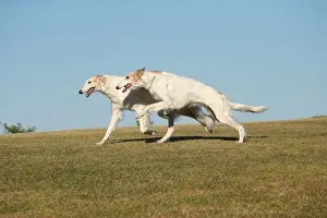 BARZOI