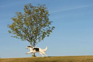 BARZOI