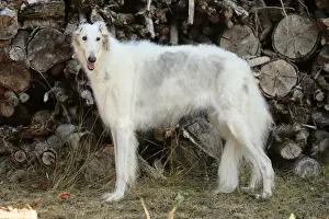 BARZOI