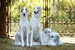BARZOI