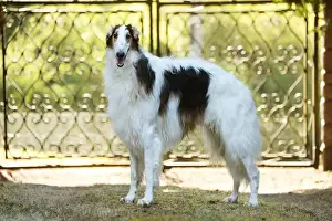 BARZOI