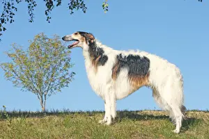 BARZOI